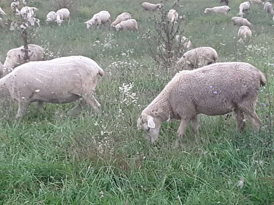 Ewes grazing on pasture