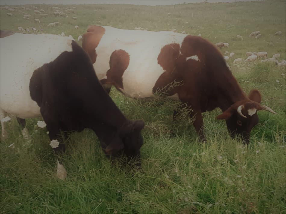 Two of our cross bred cattle. The black and white one is Sophie. She is the mom of the brown and white cow with the horns.