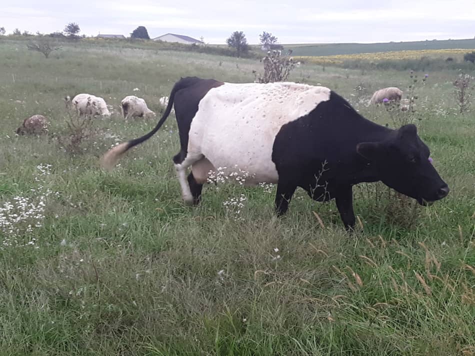 Sophie, a Dutch Belted Jersey cross cow