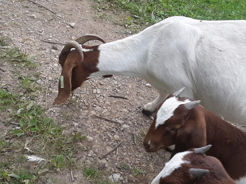 Boer goat nanny and her two babies