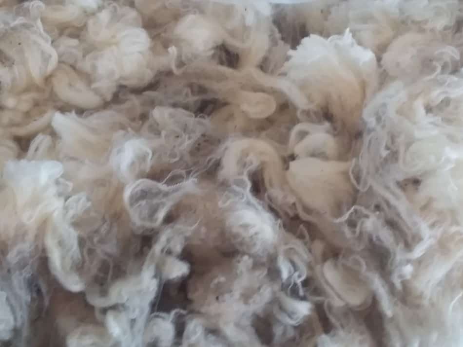 A beautiful fleece on display at the local fair.