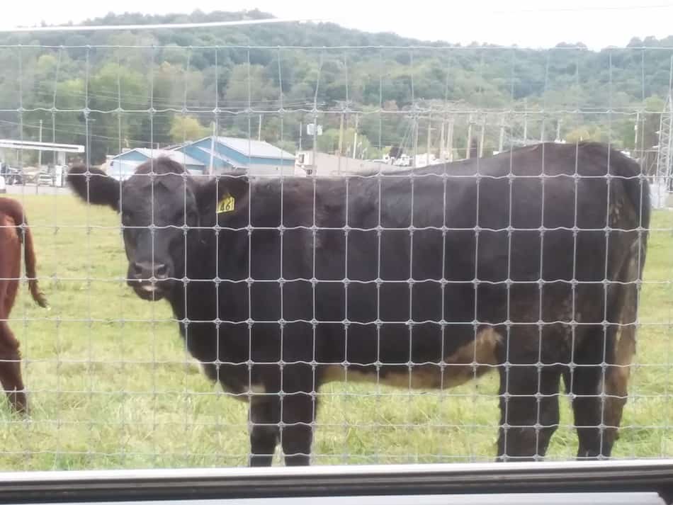 Beautiful cross bred beef calf on pasture. Be sure to notice the fence, it's really well done!