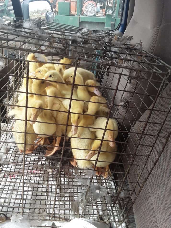 Pekin ducklings in the front seat of our truck, ready to come to our house!