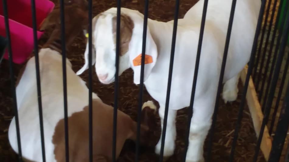 Market goats at the fair. This is an increasingly popular project for young people, since goats are small space friendly.