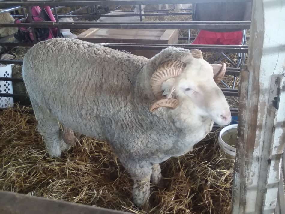 Merino ram at the county fair