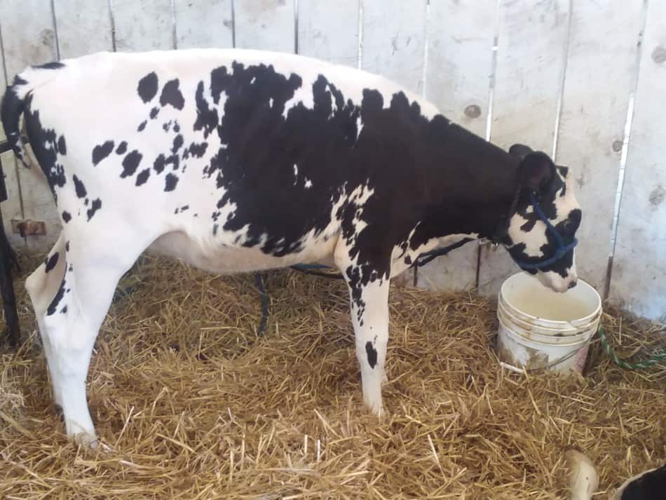 Holstein heifer calf