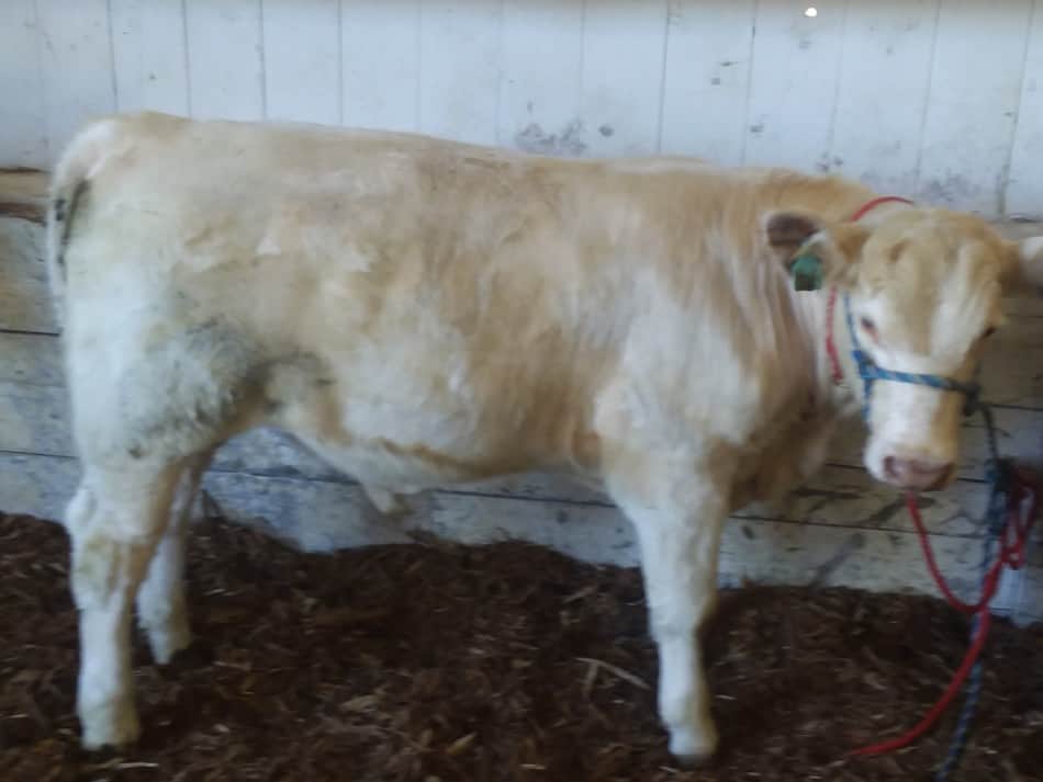 White Shorthorn calf that is entered in the local fair beef breeding stock class