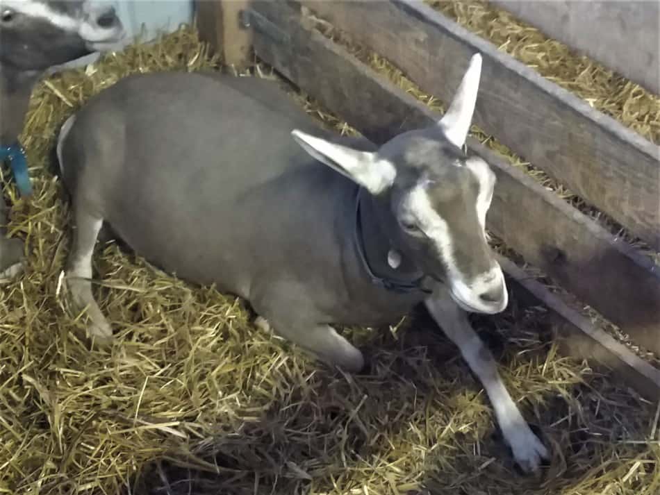 Toggenburg dairy goat