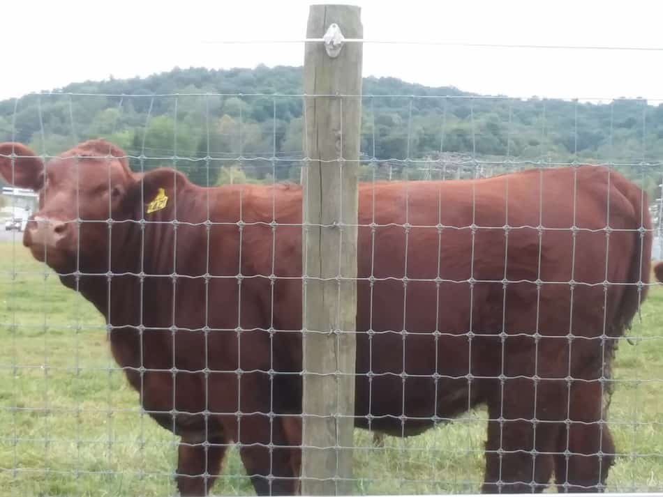 A beautiful beef calf out on pasture. Note the super woven wire fence, really nice!