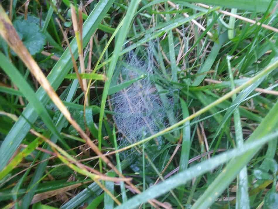 A close up of a spider web in the pasture. Spiders and other insects indicate a healthy environment.