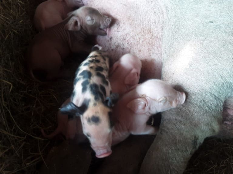 Costs Of Raising Feeder Pigs Born On Your Farm