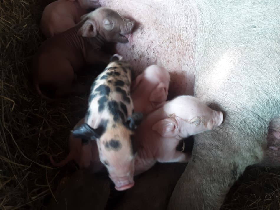 newborn litter of piglets nursing if you look closely you can see the straw nest sides built up with the sow and her babies in the middle