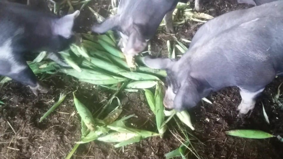 pigs eating ear corn instead of ground feed