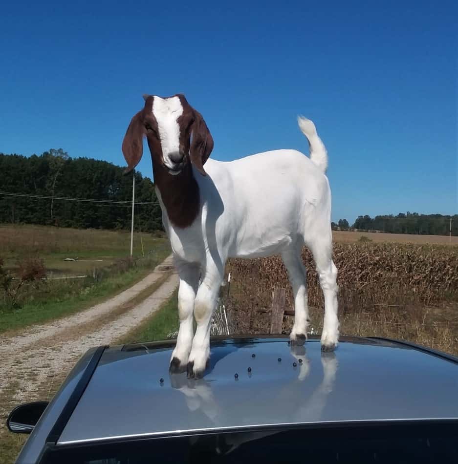Boer goat doeling on the top of a friend's car this is very normal goat behavior