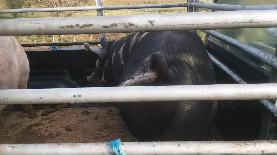 market hogs view of wide hams and look at the fat rolls on the neck he's got a double chin that means he's ready to sell 