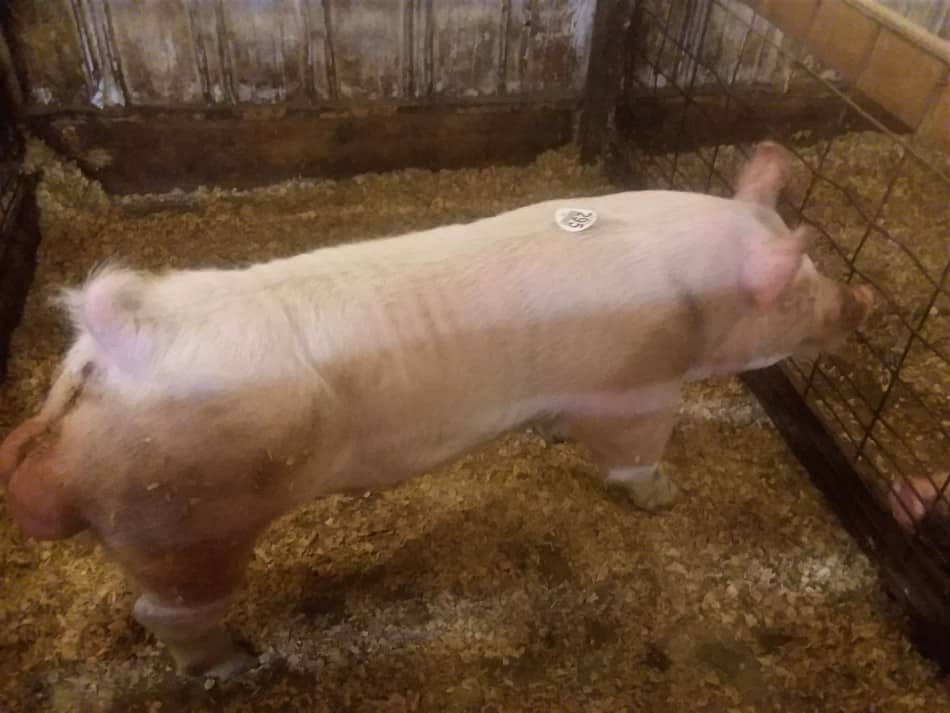 great looking Yorkshire boar look at his length and noticeable hams 