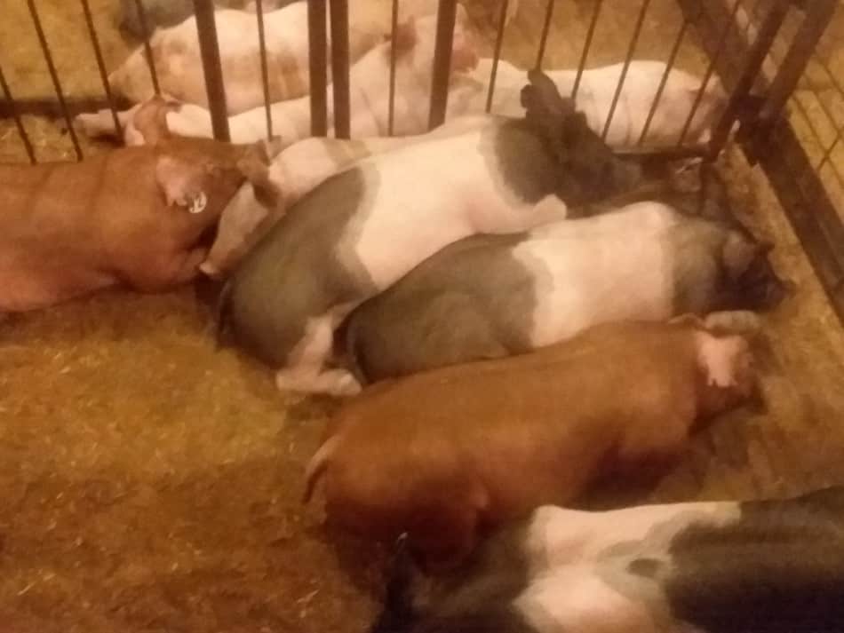 a litter of crossbred feeder pigs for sale at the weekly livestock auction
