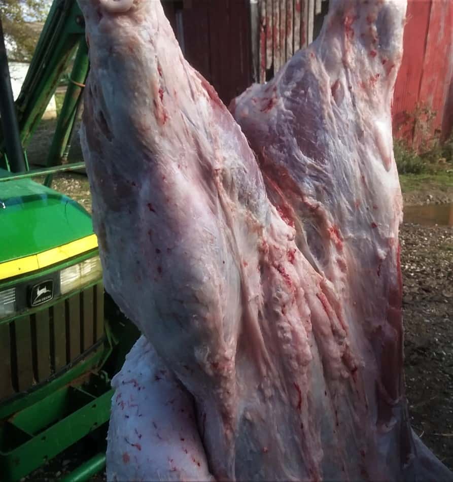 a pig we are butchering at home hanging off the loader of a small tractor you'll need a loader if you decide to butcher at home