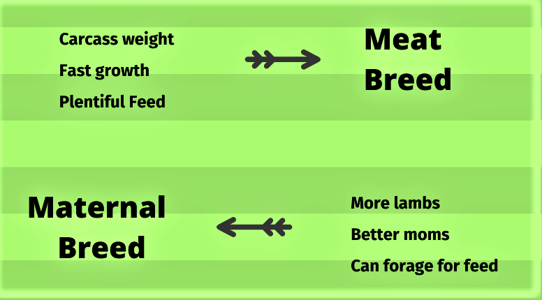 graphic showing the basic differences between meat breeds and maternal breeds of sheep