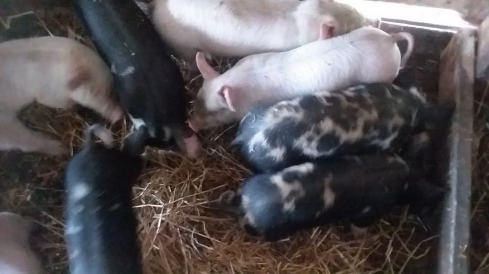 litter of piglets that are a few weeks old the speckled one is one of the gilts we are keeping as breeding stock