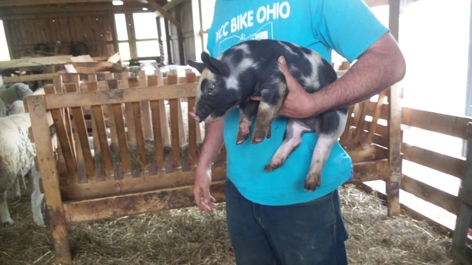 cute crossbred piglet she's still small enough we can pick her up