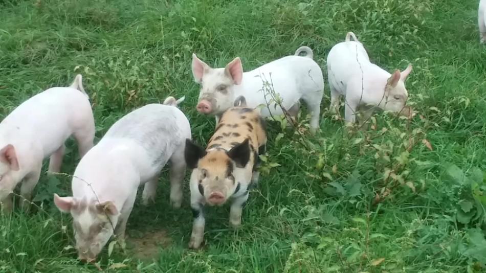 part of a litter of cross bred piglets running around in the pasture