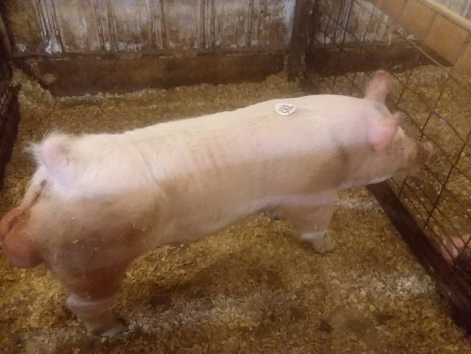 young Yorkshire boar at a breeding stock sale notice the length of body and the big hams