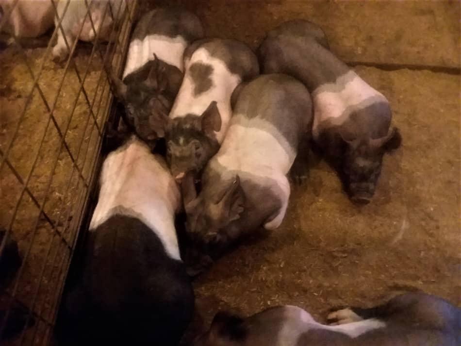 pen of Hampshire feeder pigs at the local weekly livestock auction this is a litter of 6 beautiful and well grown feeder pigs