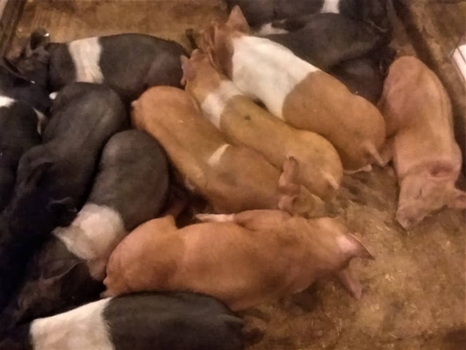 pen of Hampshire cross feeder pigs for sale at a weekly livestock auction look how well grown and healthy they are