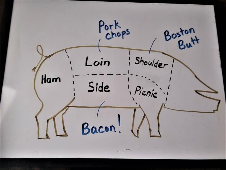 drawing of the basic meat sections of a pig with the location of a few popular cuts highlighted like pork chops, bacon and Boston Butt