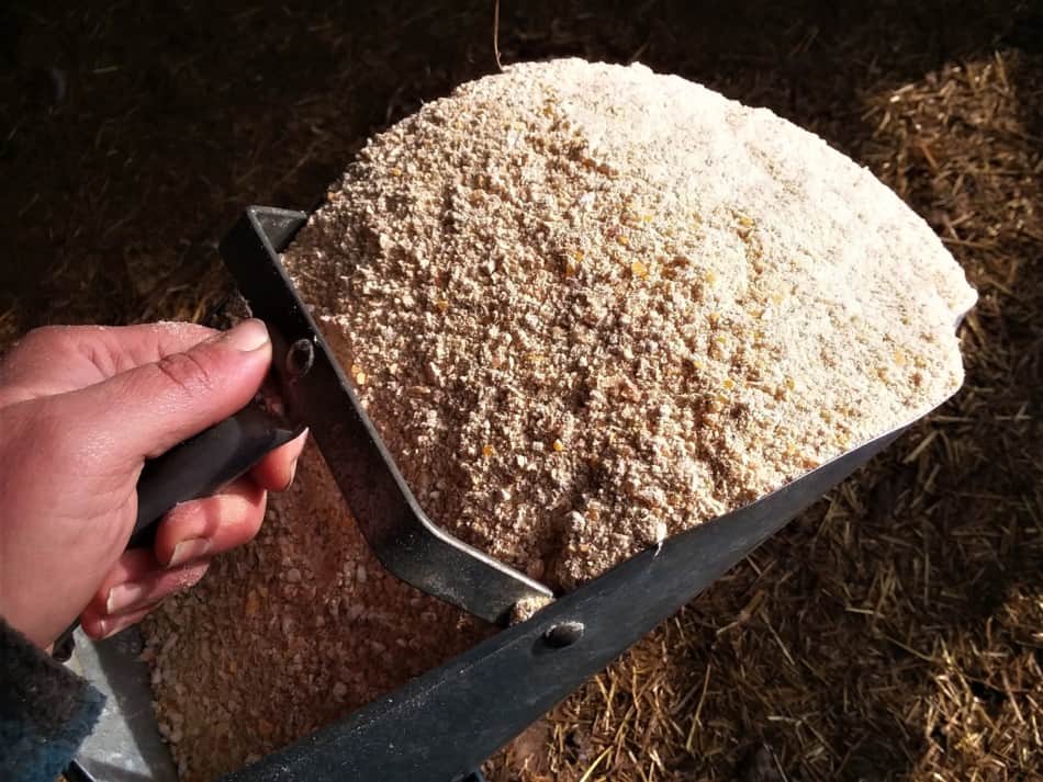 feed scoop full of home ground pig feed any feed purchased at the feed mill will look like this as well