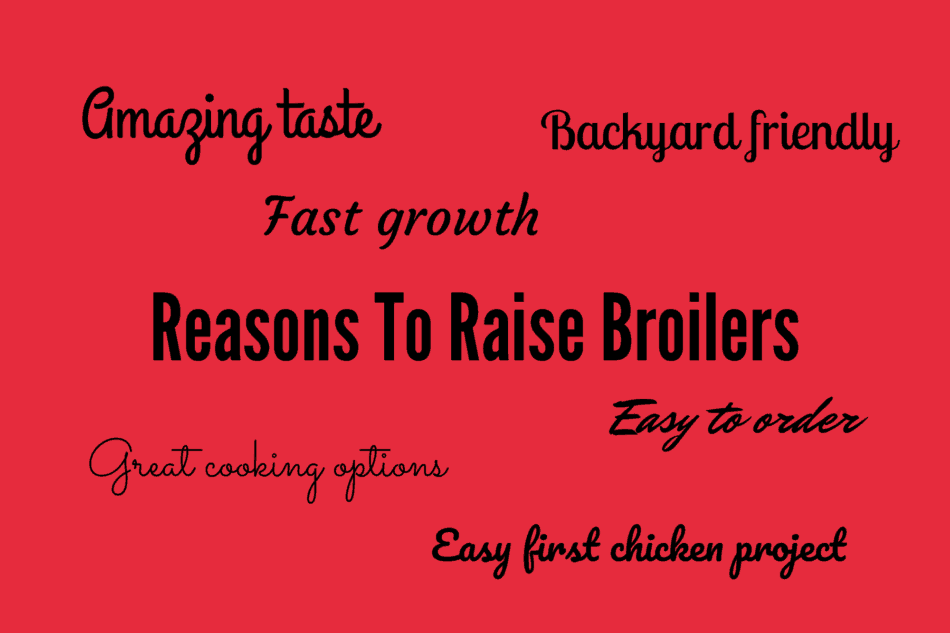 Info graphic showing the reasons to raise your own chickens, specifically broilers.