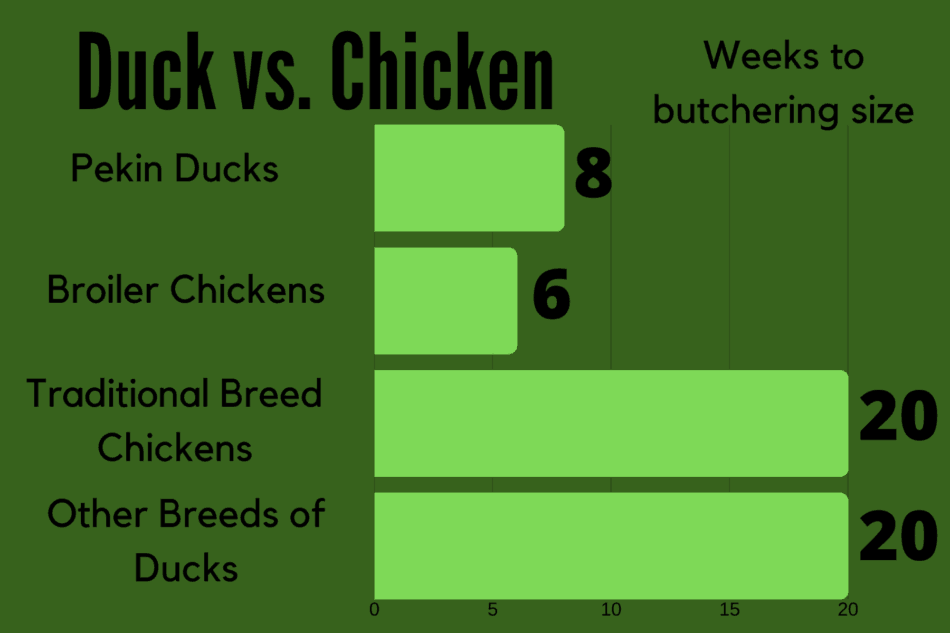 Graphic comparing age to butchering size in various chickens and ducks