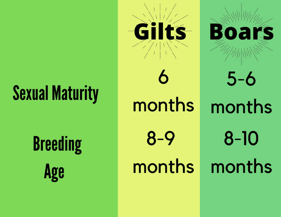 info graphic showing sexual maturity and breeding ages of pigs specifically boars and gilts
