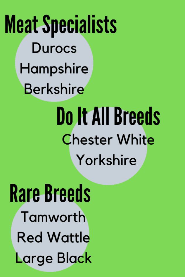 info graphic showing pig breeds divided into meat specialists, do it all breeds and rare breeds 