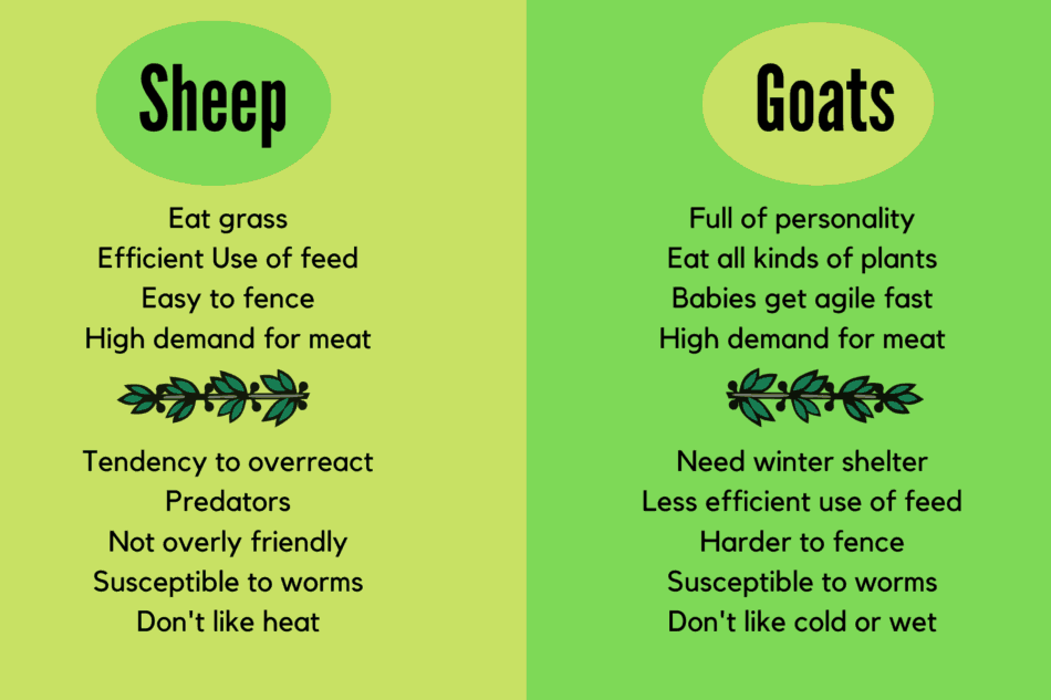 info graphic showing the basic differences between sheep and goats from a how to raise and feed them and what they need  perspective