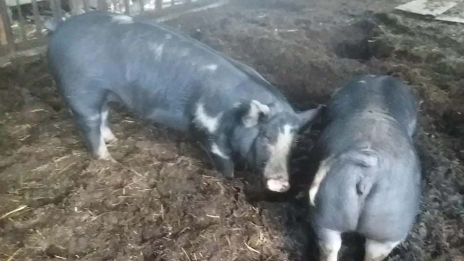 two crossbred Berkshire gilts we are keeping as breeding stock look at the width of the hams and the stockiness of the body on these pigs