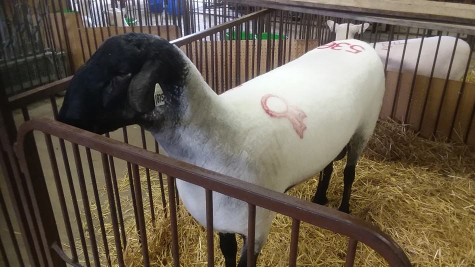 Suffolk ram at a breeding stock sale