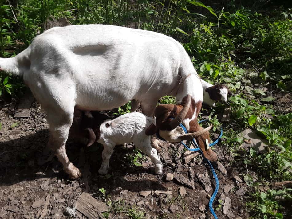 Boer doe with new twin kids