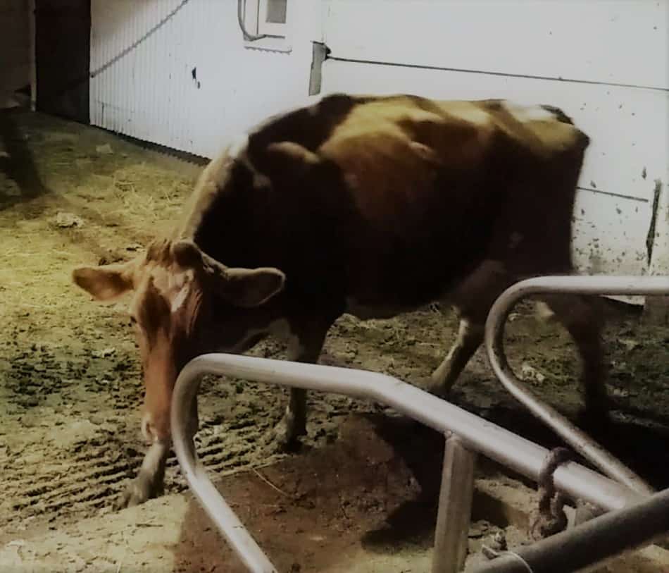 vaca Guernsey ao entrar no celeiro em uma fazenda da família