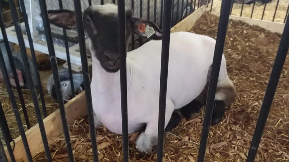 Hampshire market lamb