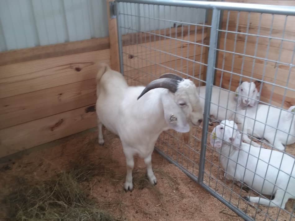 Savanna goats for sale at a breeding stock auction, in the first pen is a Savanna buck and in the far pen are three Savanna doelings