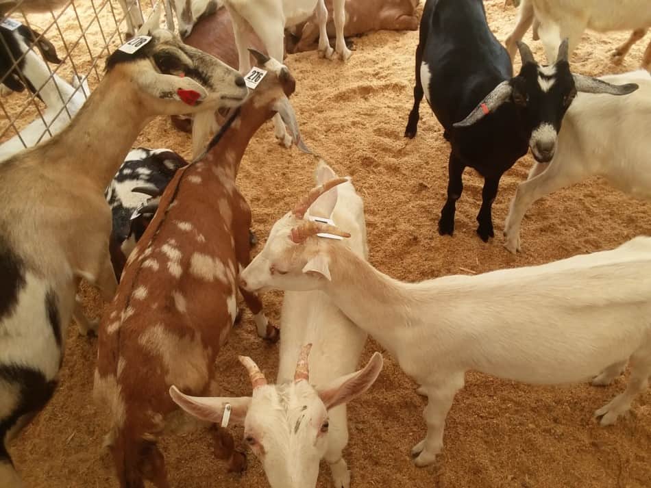 pen of dairy type goats for sale at an auction