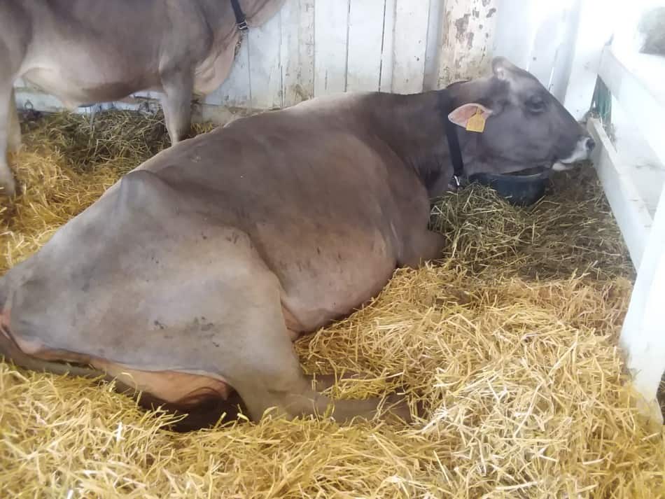 Braune Schweizer Kuh entspannt und kaut ihr Wiederkäuen