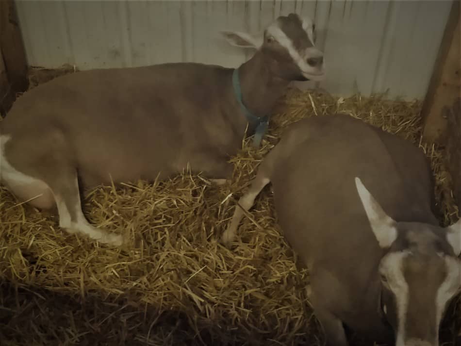 Toggenburg does, these are a wonderful dairy goat breed