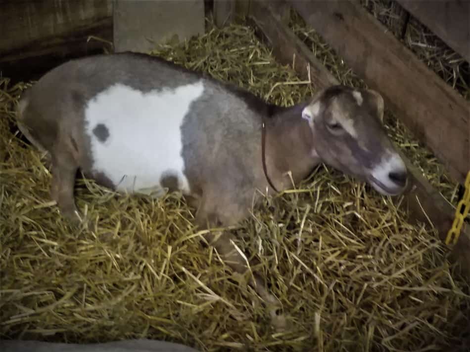 LaMancha doe in a pen at the fair