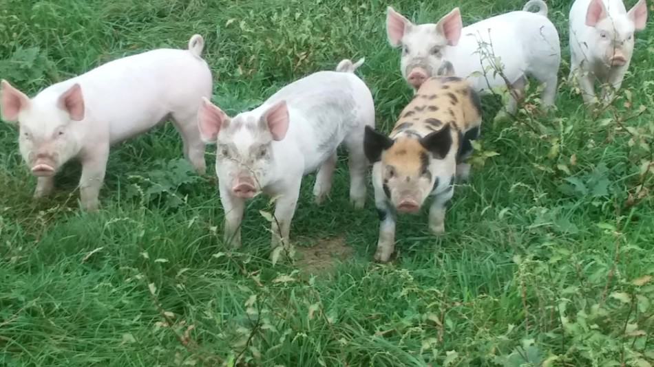 piglets on pasture