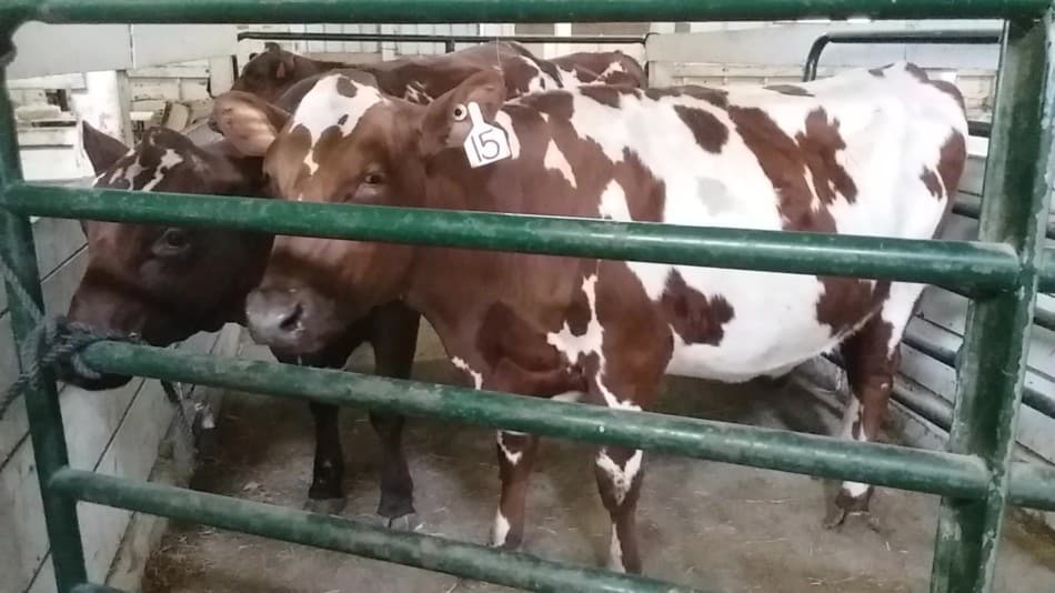 Ayrshire gezüchtete Färsen bei einem Herbstverkauf in Ohio