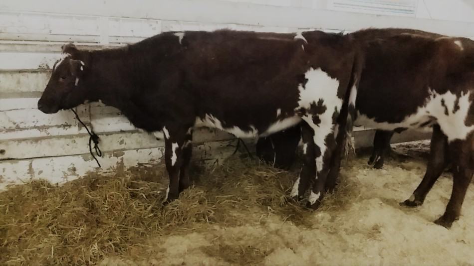 ordenha Shorthorn novilhas em uma venda de laticínios queda