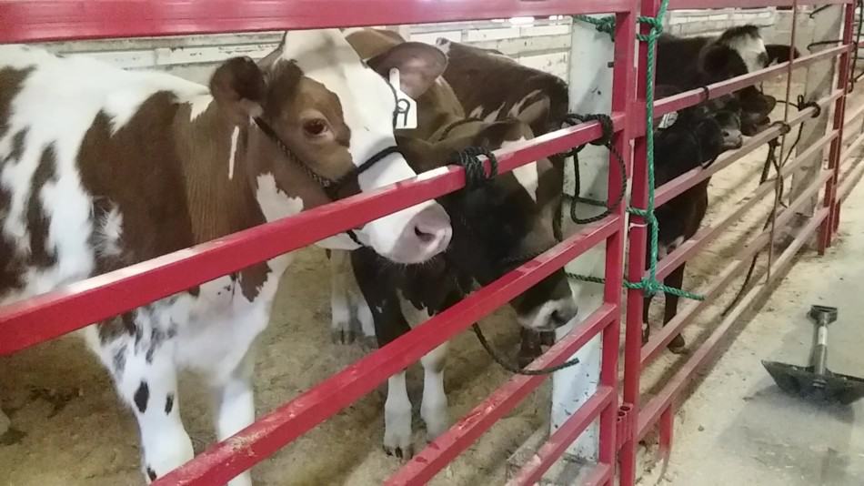 dairy heifers for sale at a fall dairy cattle sale in Ohio